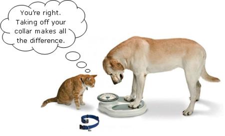 Are Cats Lower Maintenance Than Dogs Are Cats Lower Maintenance Than Dogs