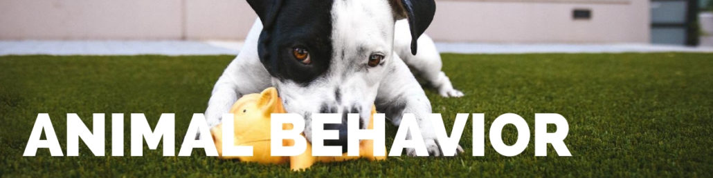 The Happy Beast - Blog - Animal Behavior
